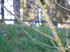 Phoenicurus ochruros