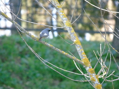 Phoenicurus ochruros