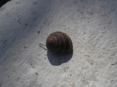Helix albescens