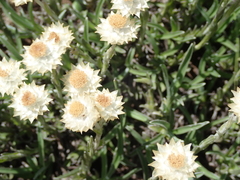 Helichrysum chionosphaerum