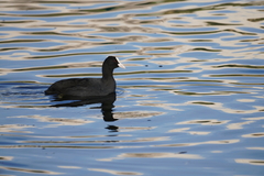 Fulica atra