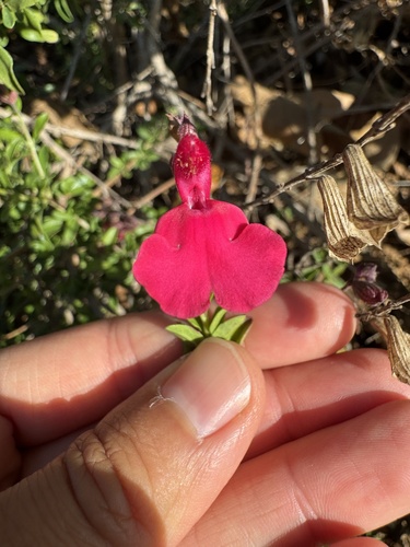 iNaturalist observation photo of Sages