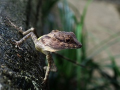 Diploderma polygonatum ishigakiense