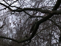 Buteo buteo