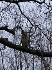 Buteo buteo