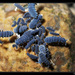 Plump Springtails - Photo (c) Christophe Quintin, some rights reserved (CC BY-NC)