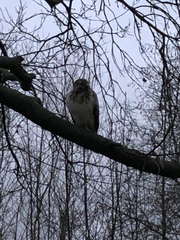 Buteo buteo