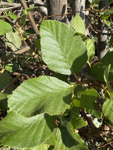 iNaturalist observation photo of white alder