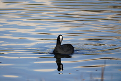 Fulica atra