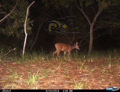 Odocoileus virginianus sinaloae