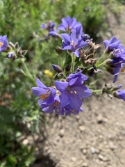 Polemonium foliosissimum