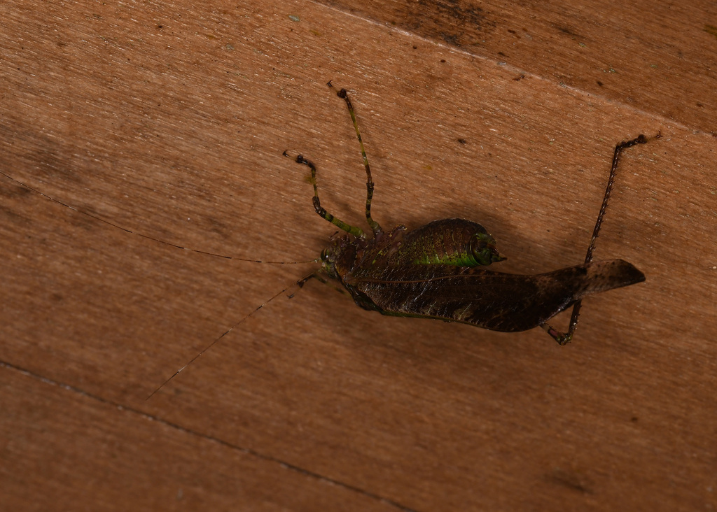 Dolichocercus carinatus