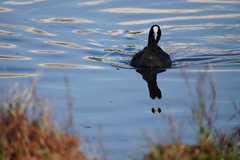 Fulica atra