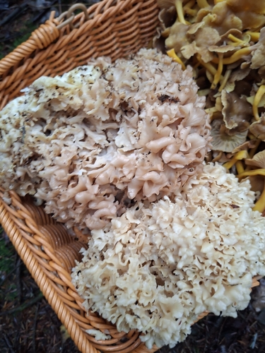 Cauliflower Fungus (Sparassis crispa)