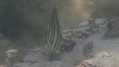 Chaetodon octofasciatus