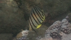 Chaetodon octofasciatus