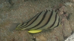 Chaetodon octofasciatus