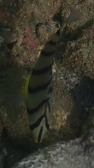Chaetodon octofasciatus
