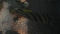 Chaetodon octofasciatus