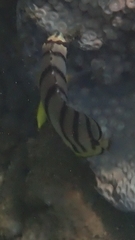 Chaetodon octofasciatus