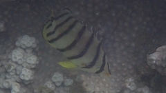 Chaetodon octofasciatus