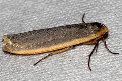 Eilema lurideola