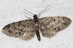 Eupithecia lariciata