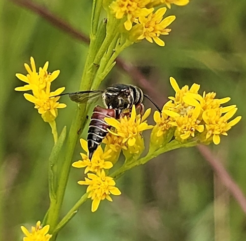 Coelioxys slossoni photo 2