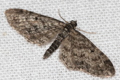 Eupithecia lariciata