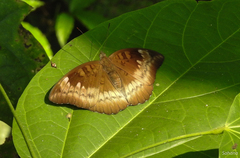 Euthalia monina kesava