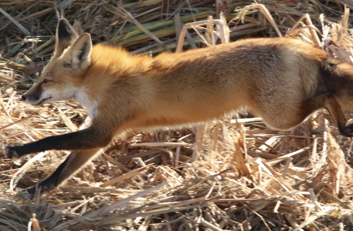 Red Fox photographed in California