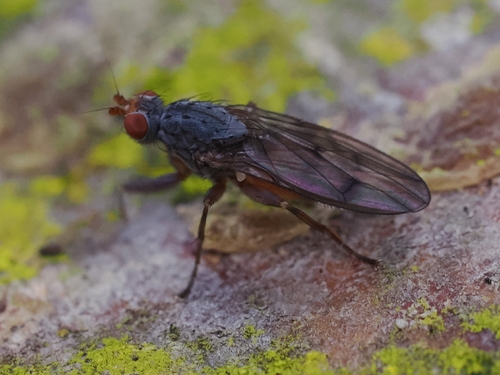 Unknown species found near Coupeville, WA 98239, USA