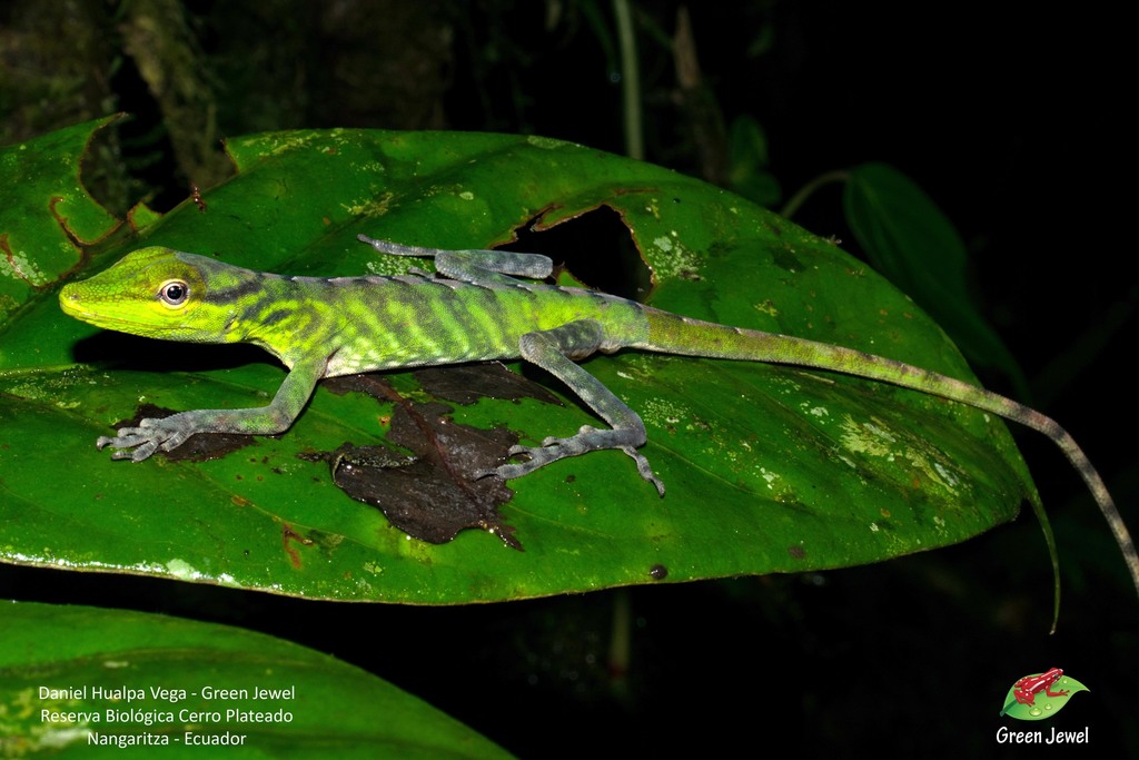 Soini's Anole