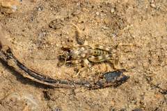 Scapteriscus oxydactylus