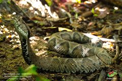 Bothrocophias microphthalmus