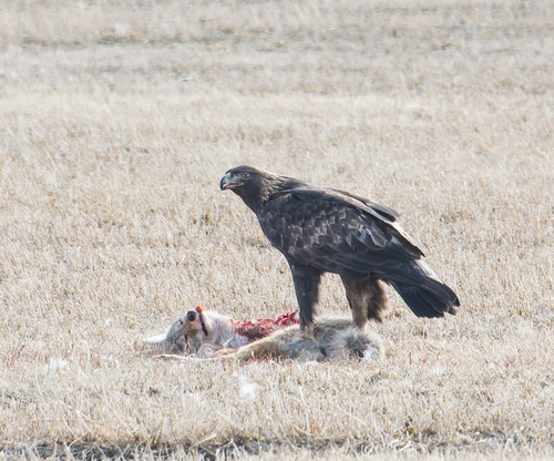 Golden Eagle photographed in Oregon