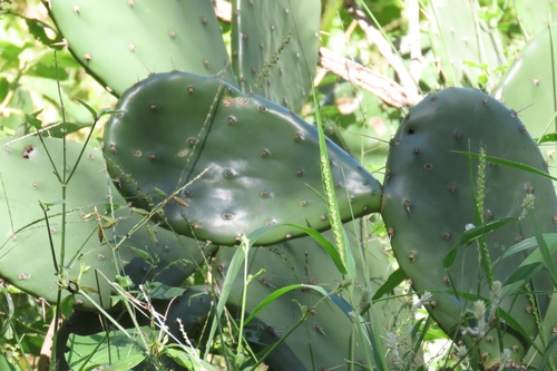 Opuntia bravoana, photograph 2