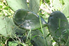 Opuntia bravoana, photograph (c) Abraham Sánchez Romero, some rights reserved (CC BY)