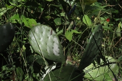 Opuntia bravoana, photograph (c) Abraham Sánchez Romero, some rights reserved (CC BY)