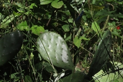 Opuntia bravoana, photograph (c) Abraham Sánchez Romero, some rights reserved (CC BY)