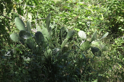 Opuntia bravoana, photograph 5