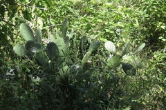 Opuntia bravoana, photograph (c) Abraham Sánchez Romero, some rights reserved (CC BY)