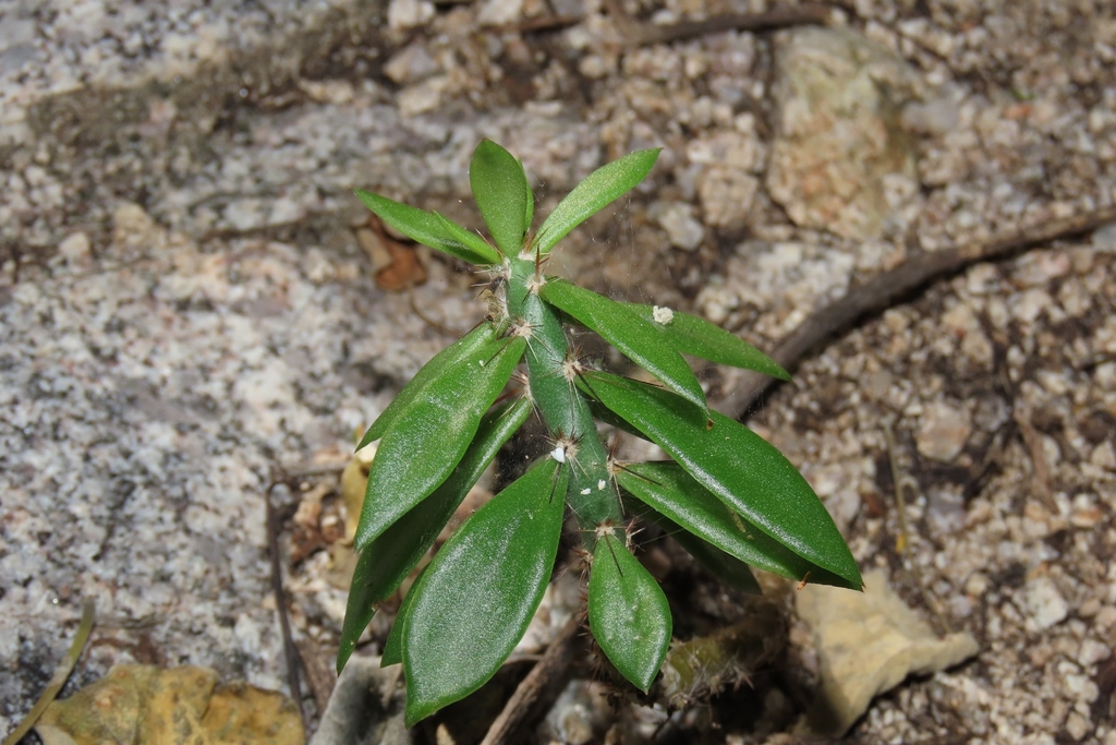 Pereskiopsis porteri; photograph (c) Abraham Sánchez Romero, some rights reserved (CC BY)