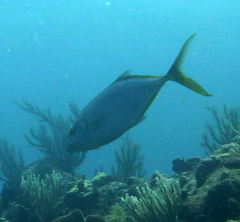 Caranx bartholomaei