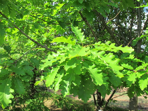 dub žltkastý (Quercus dalechampii)