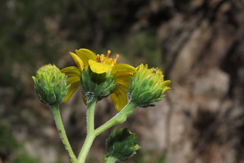 Bahiopsis deltoidea, photograph 4