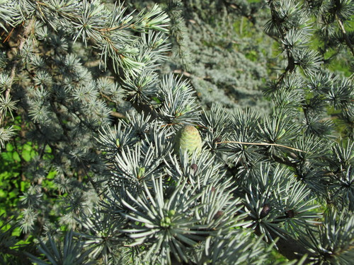 Atlaski cedar (Cedrus atlantica)