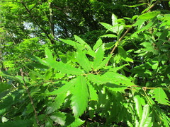 Quercus castaneifolia