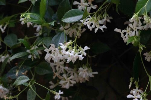 Trachelospermum jasminoides