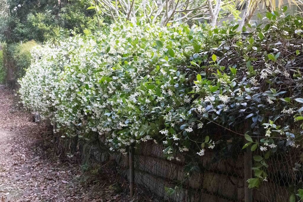 Trachelospermum jasminoides, Brisbane QLD, Australia